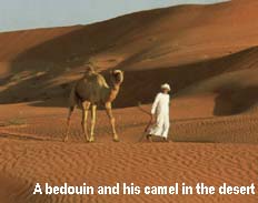 Camels in the desert